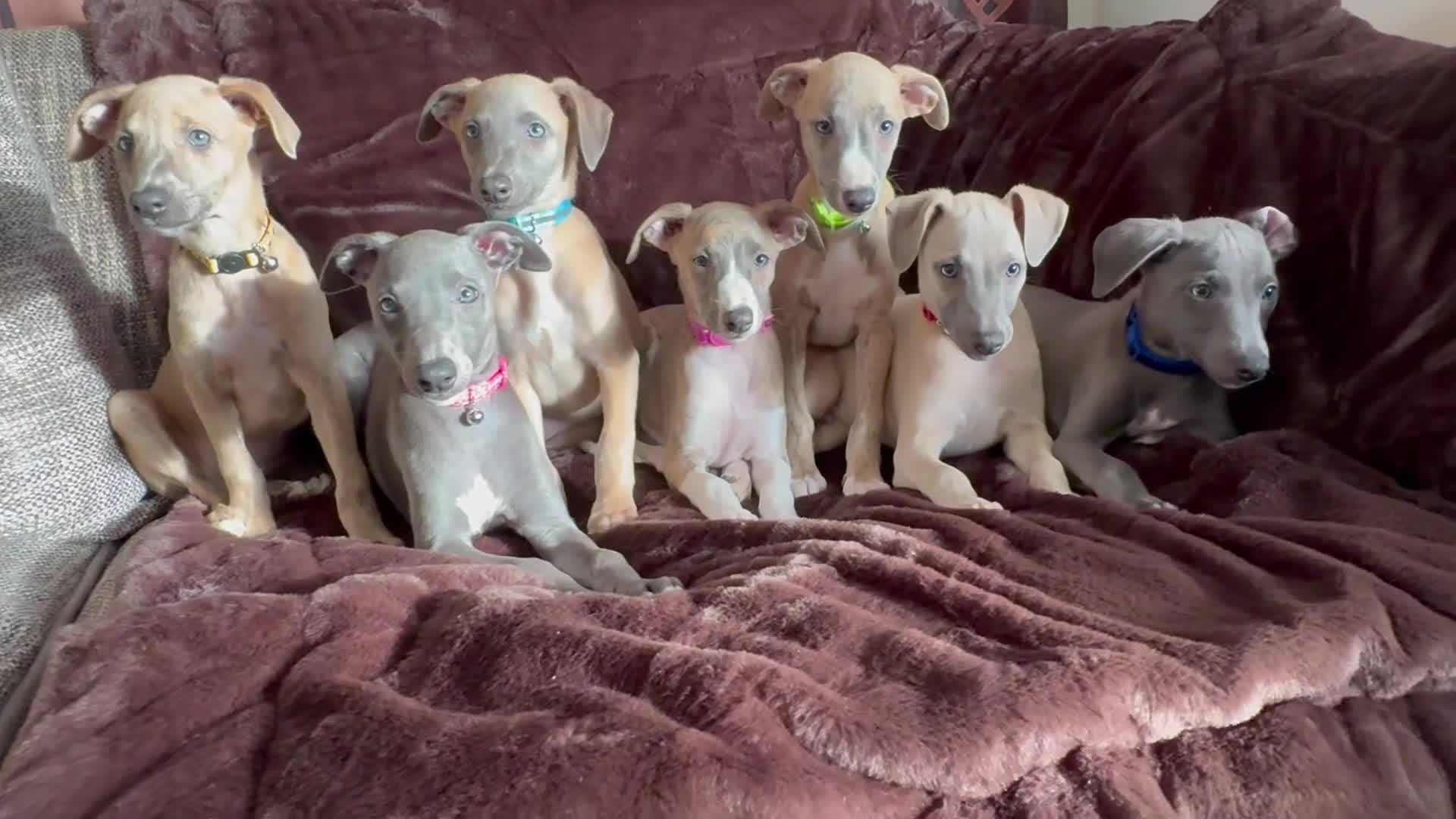 Whippet dogs for sale: Beautiful KC Registered Whippets  - Video 2