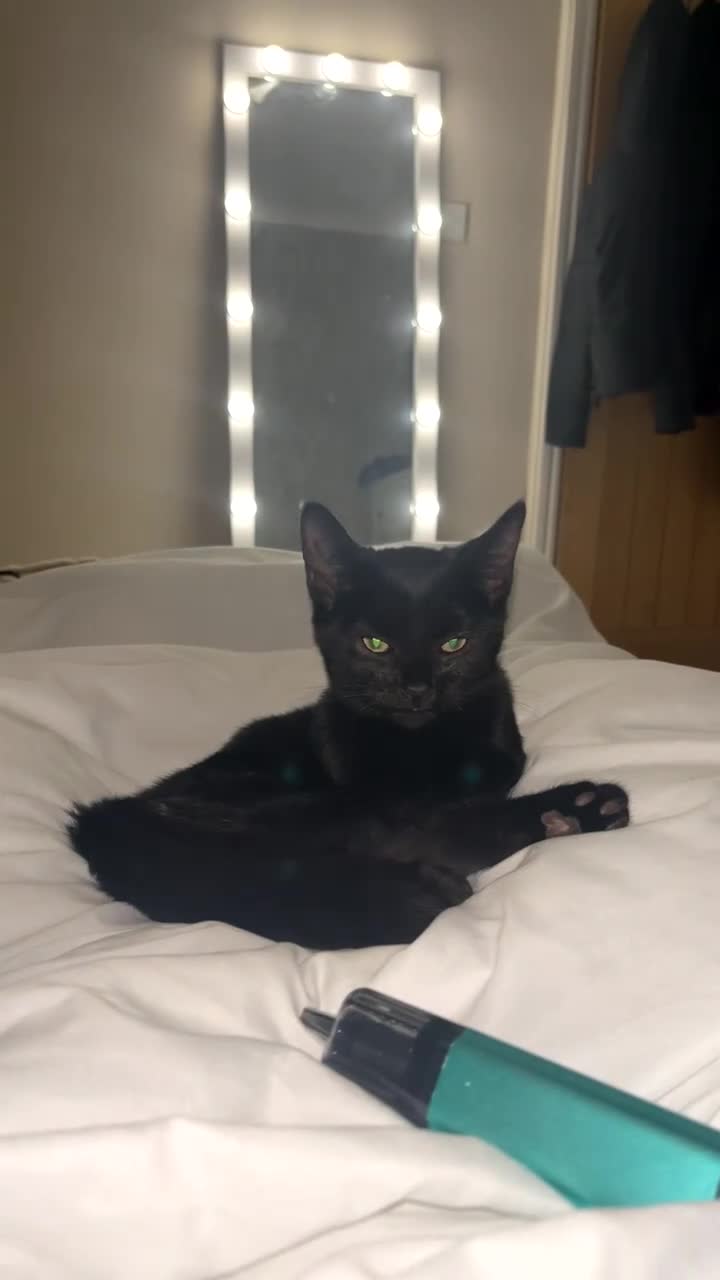 Domestic Shorthair cats for sale: 6 months old black male cat for sale  - Video 1