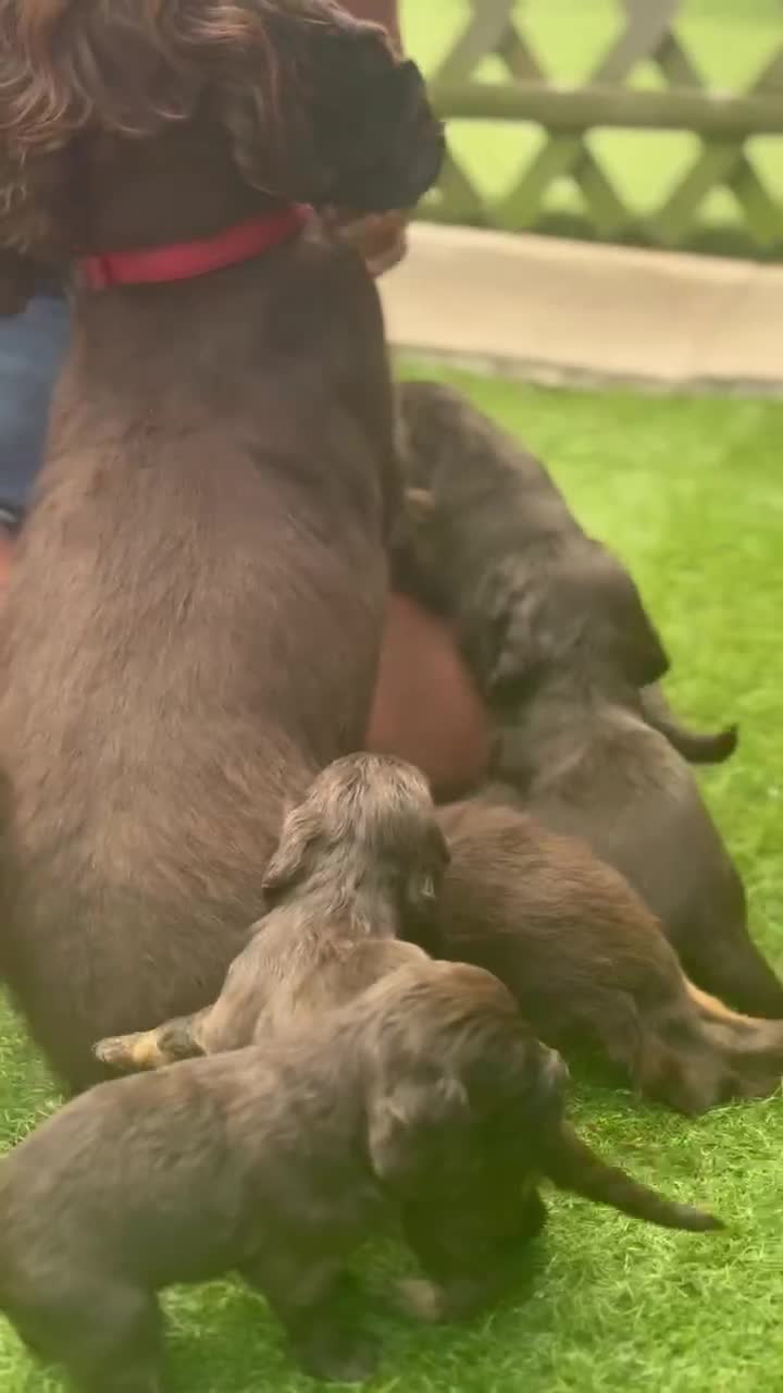 Cocker Spaniel dogs for sale: 4 stunning cocker spaniel pups - Video 1