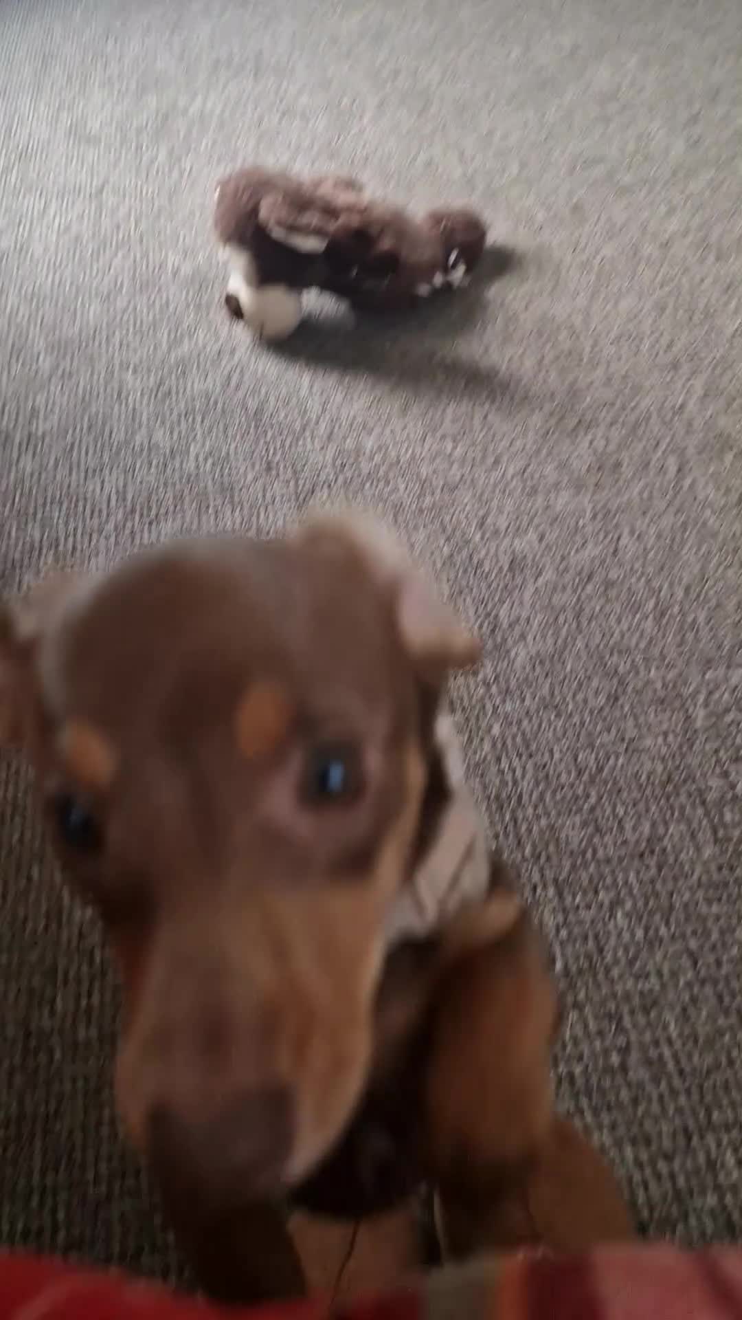 Dachshund dogs for sale: 6 month old dachshund puppy  - Video 1