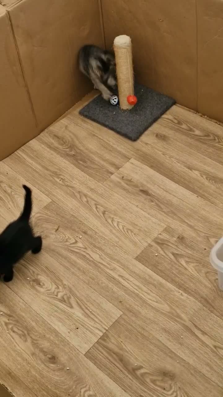 Mixed Breed cats for sale: Bengal Cross last Kitten remaining  - Video 2