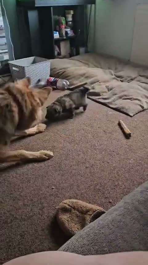 German Shepherd dogs for sale: 1 remaining girl left German shepherd  - Video 2