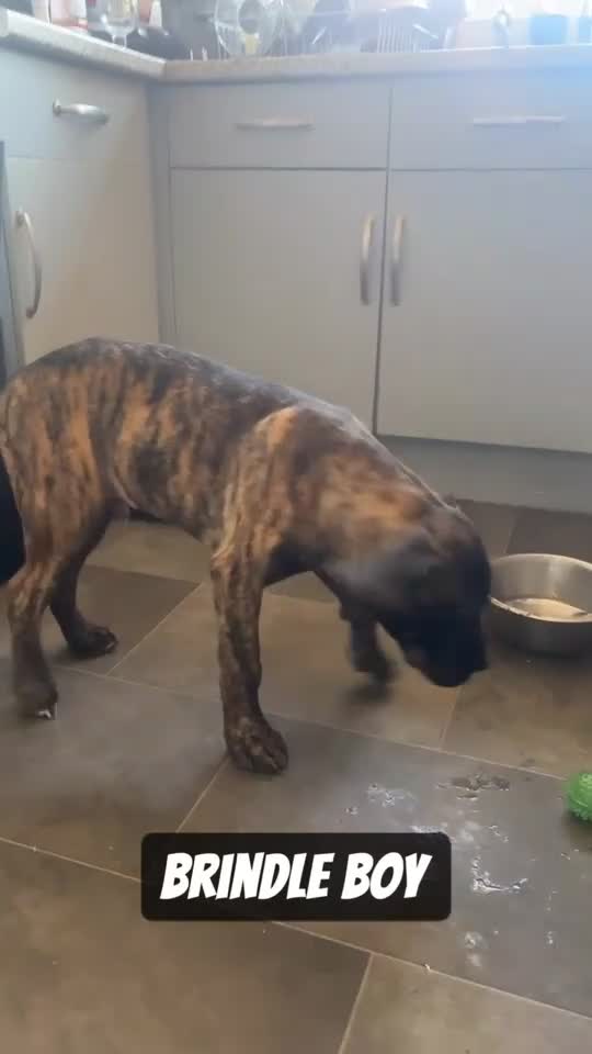 Presa Canario dogs for sale: Pressa canario pups - Video 4