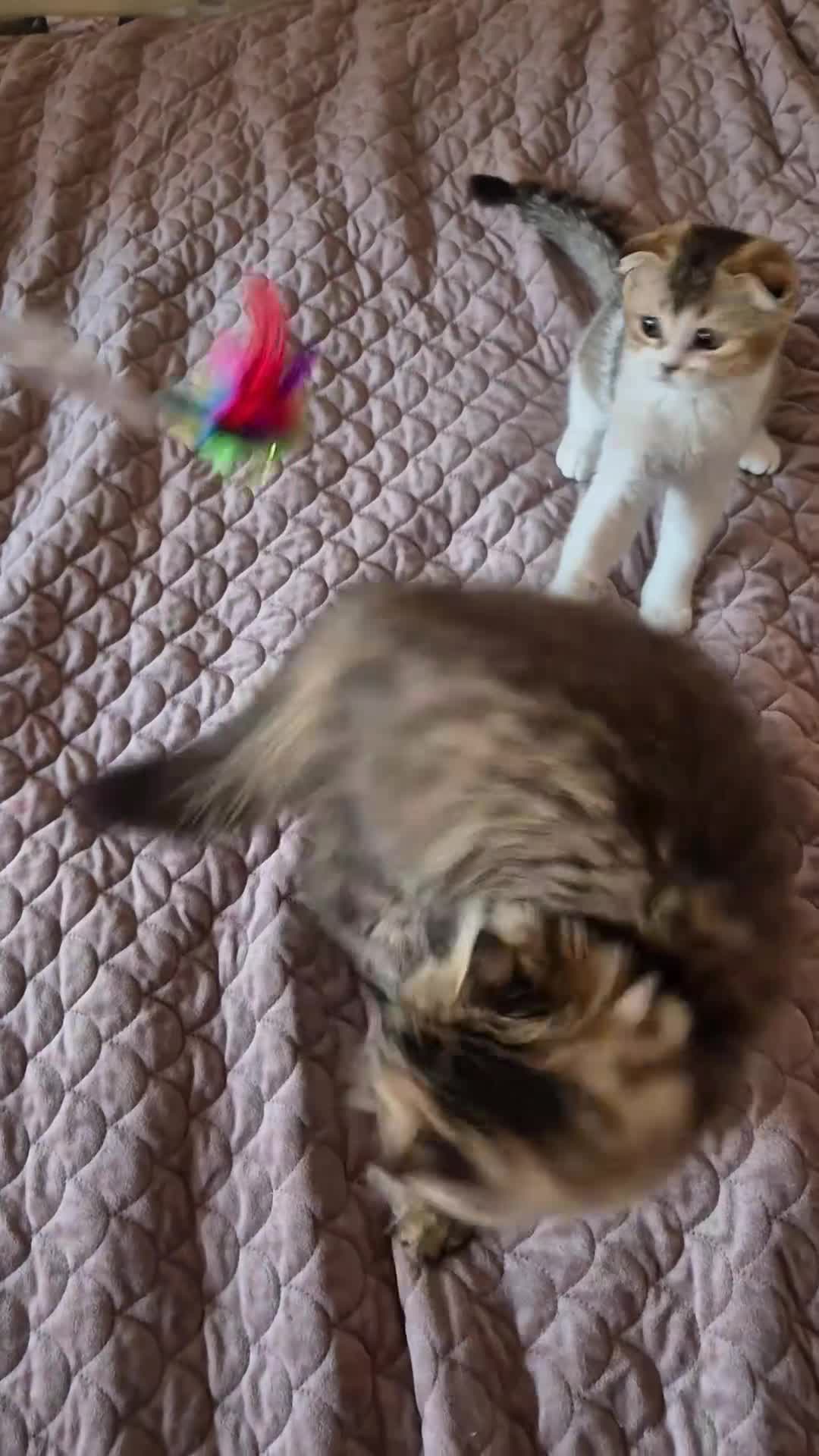 Scottish Fold cats for sale: 2 boys left! TICA registered Scottish Fold - Video 3