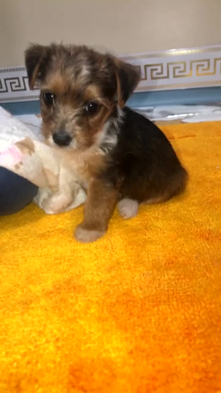 Mixed Breed dogs for sale: 2 beautiful girls  - Video 1