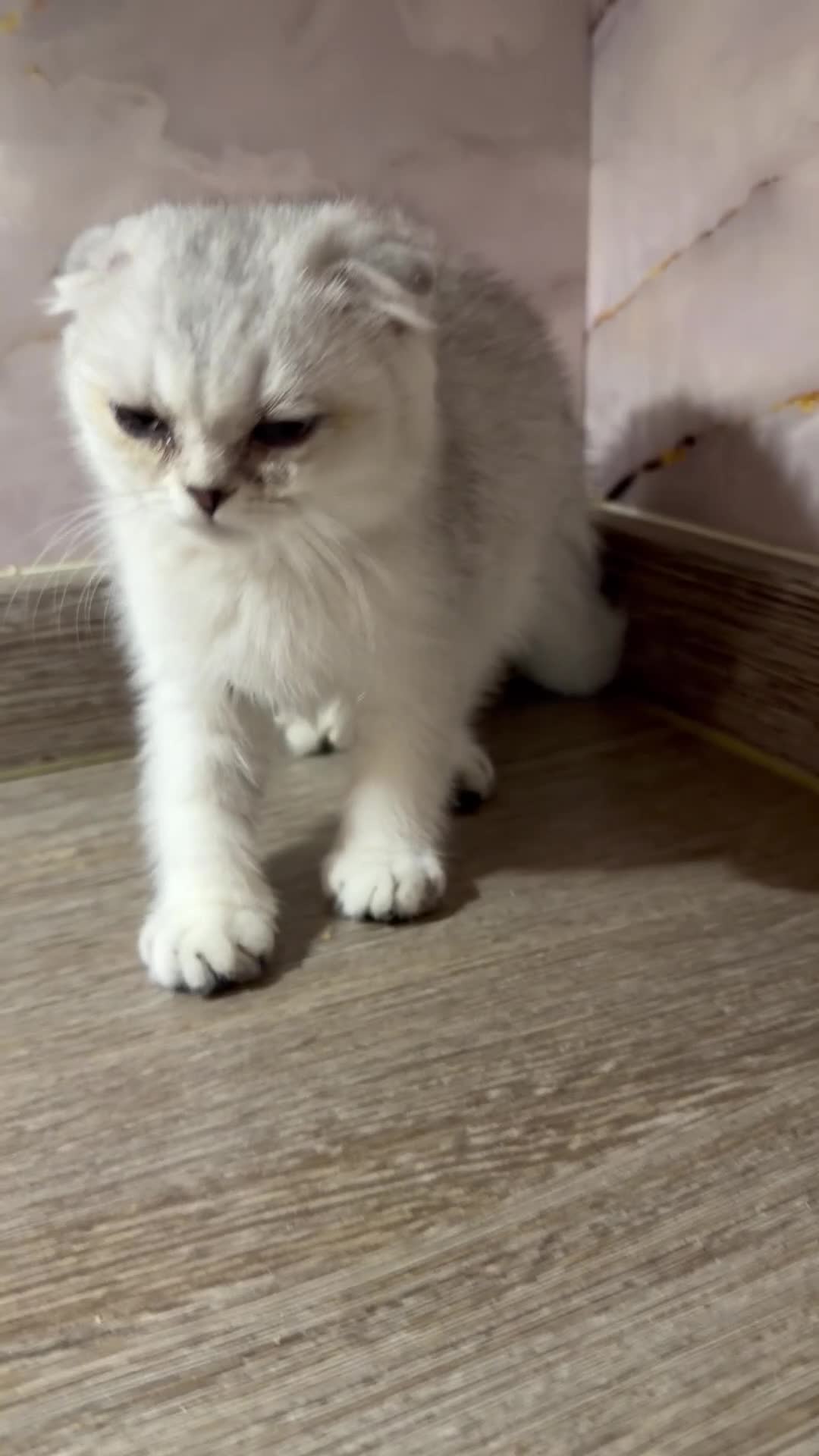 Scottish Fold cats for sale: Adorable Scottish fold/ Scottish straight Pure  - Video 1