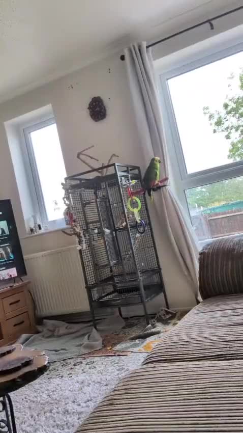 Parrots birds for sale: Blue fronted Amazon parrot - Video 1