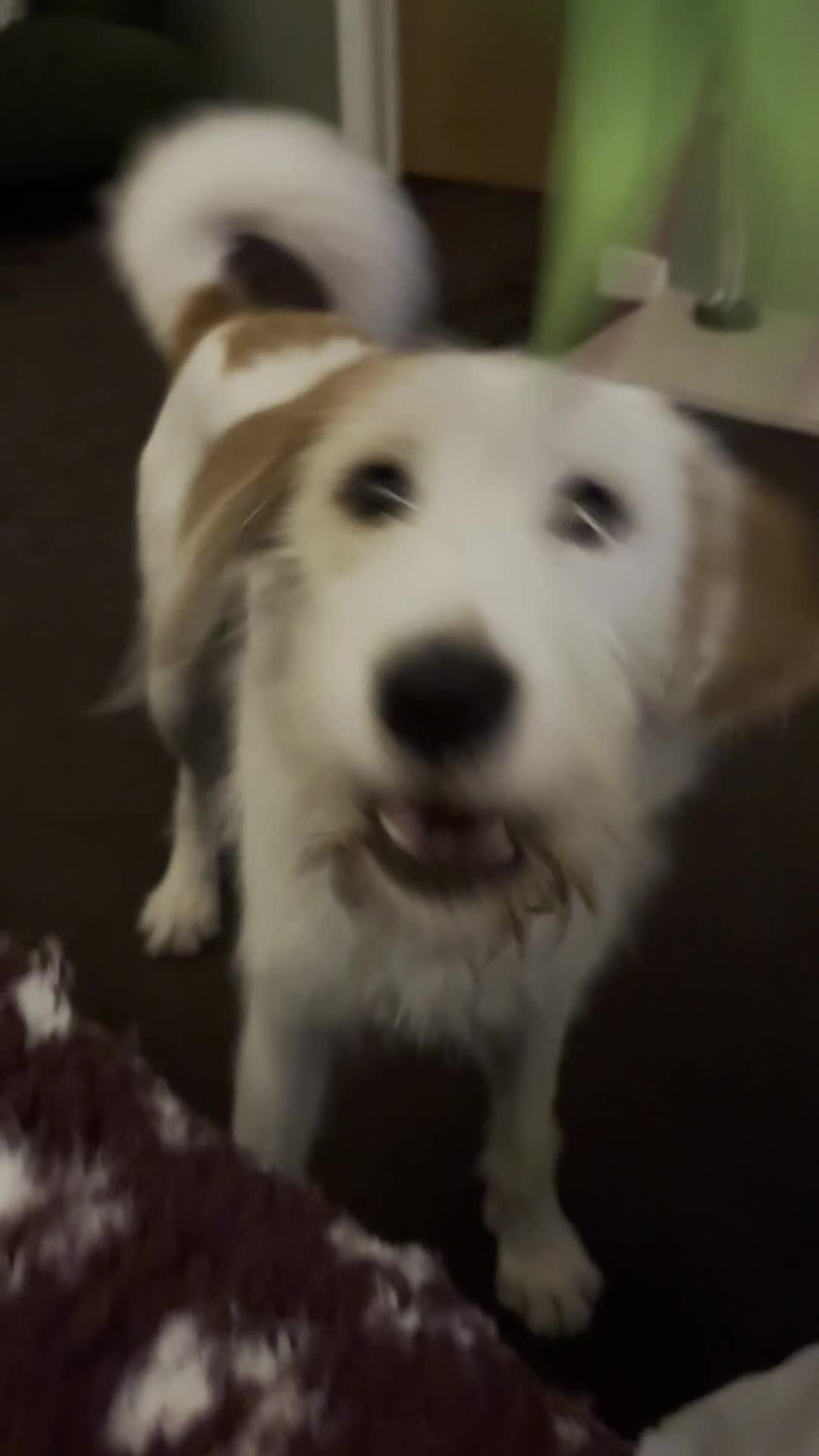 Mixed Breed dogs for sale: Sweet Dorothy looking for her family - Video 3