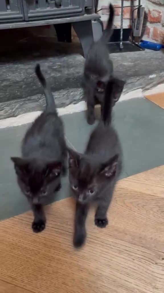 Mixed Breed cats for sale: Kittens  - Video 1