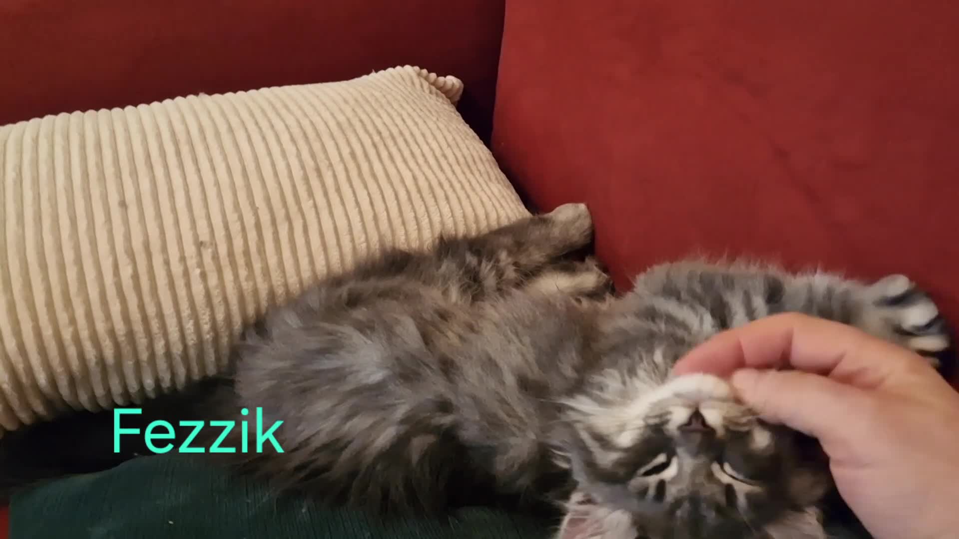 Siberian cats for sale: Siberian kittens GCCF registered, champion lines - Video 1