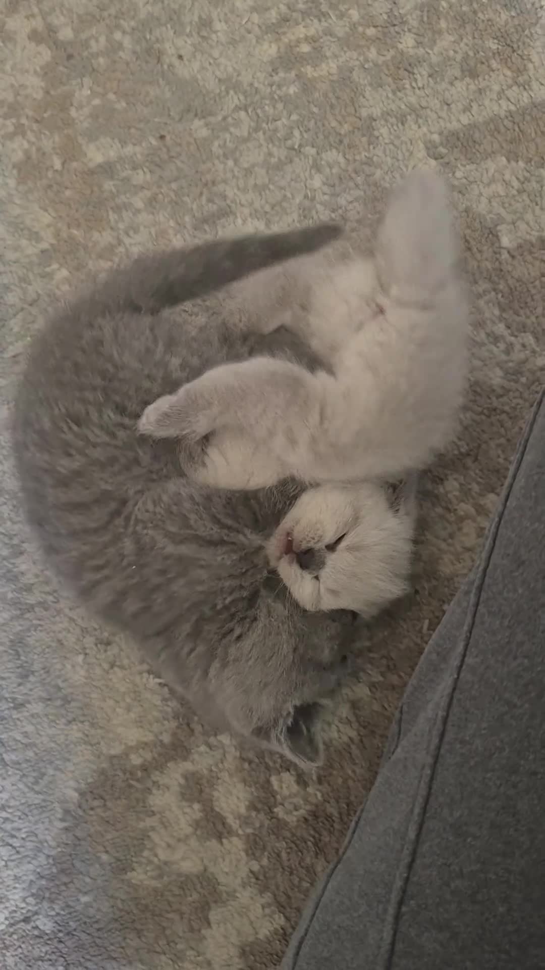 British Shorthair cats for sale: 1x boy 1x girl british shorthair kittens LAST 2 - Video 1