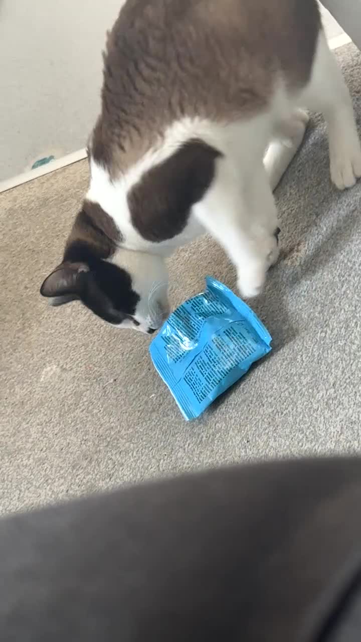 Snowshoe cats for sale: Snowshoe for sale - Video 1