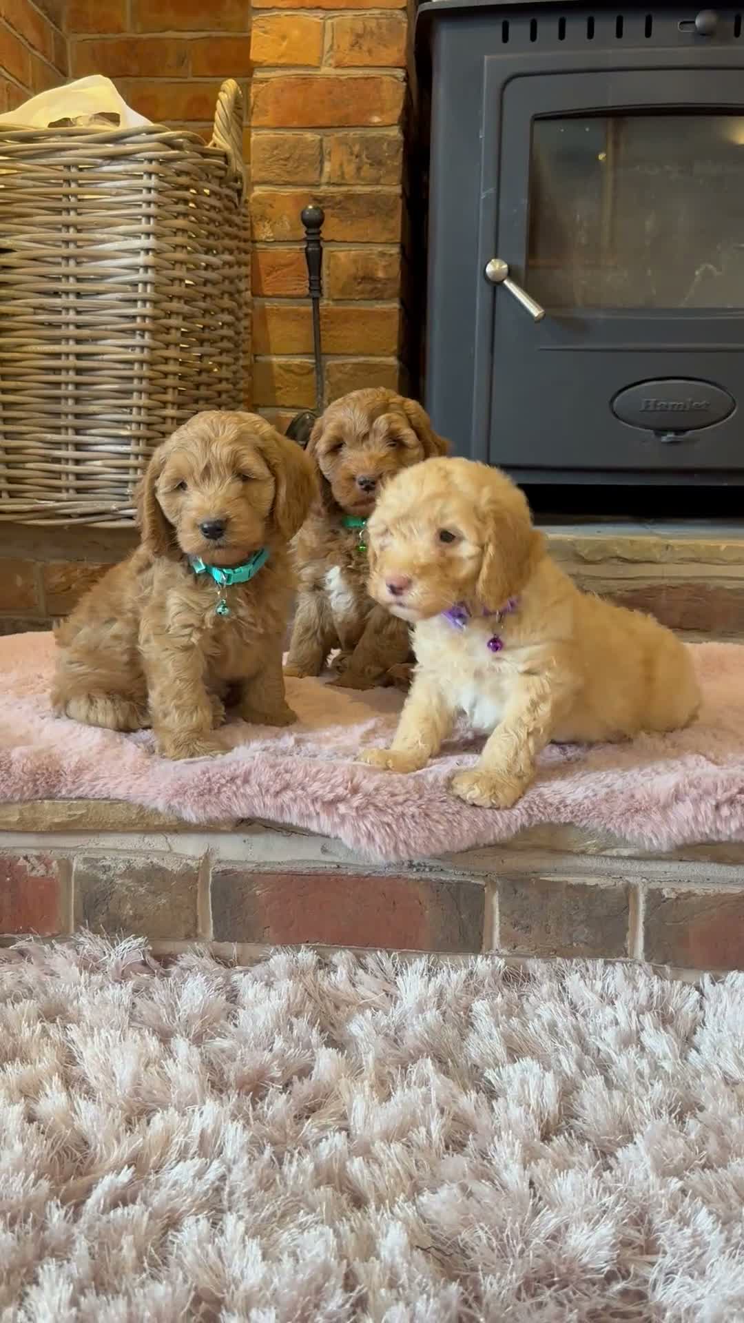 Cockapoo dogs for sale: Beautiful cockapoo puppy’s🩵🩷 - Video 1