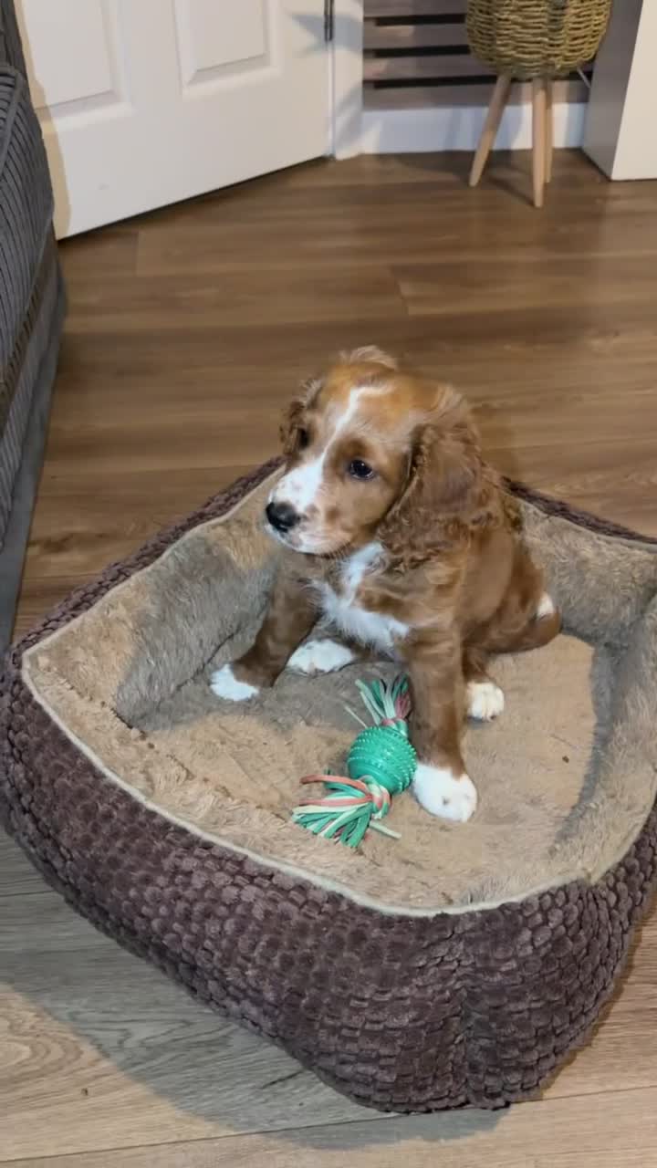 Cavapoo dogs for sale: Cavapoo Puppy - Video 1