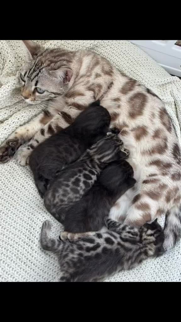 Bengal cats for sale: Magnificent bengal stud boy 😍 - Video 1