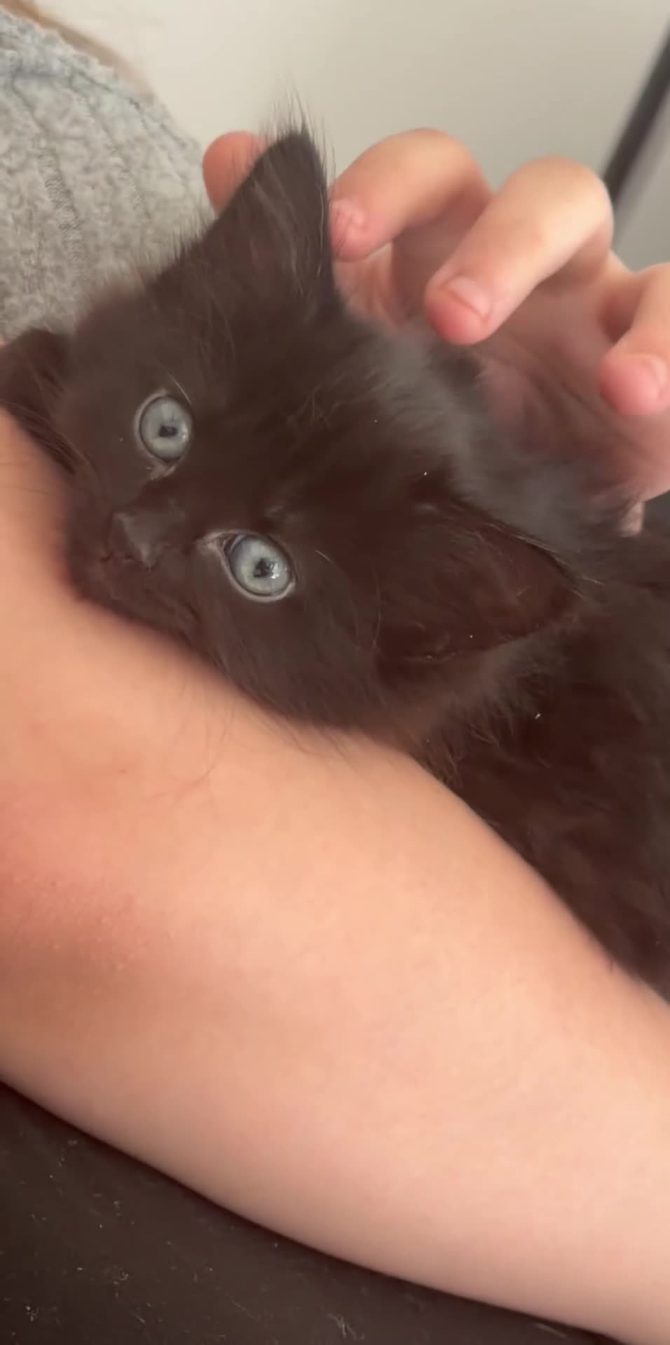 British Longhair cats for sale: Stunning fluffy British Longhair X Well Socialised in Norwich - Video 1