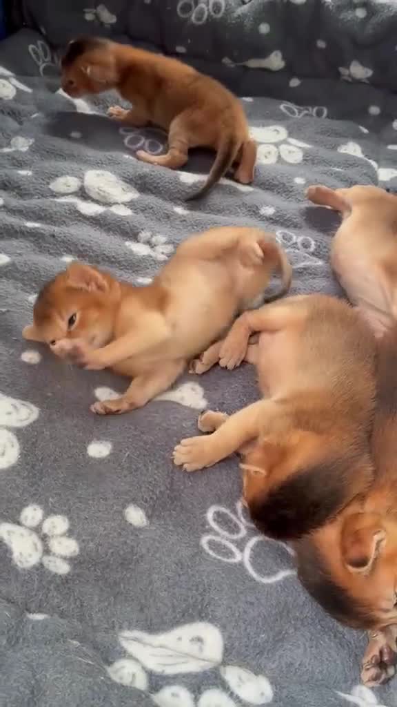 Abyssinian cats for sale: TICA 5* pedigree Abyssinian Kittens  - Video 2