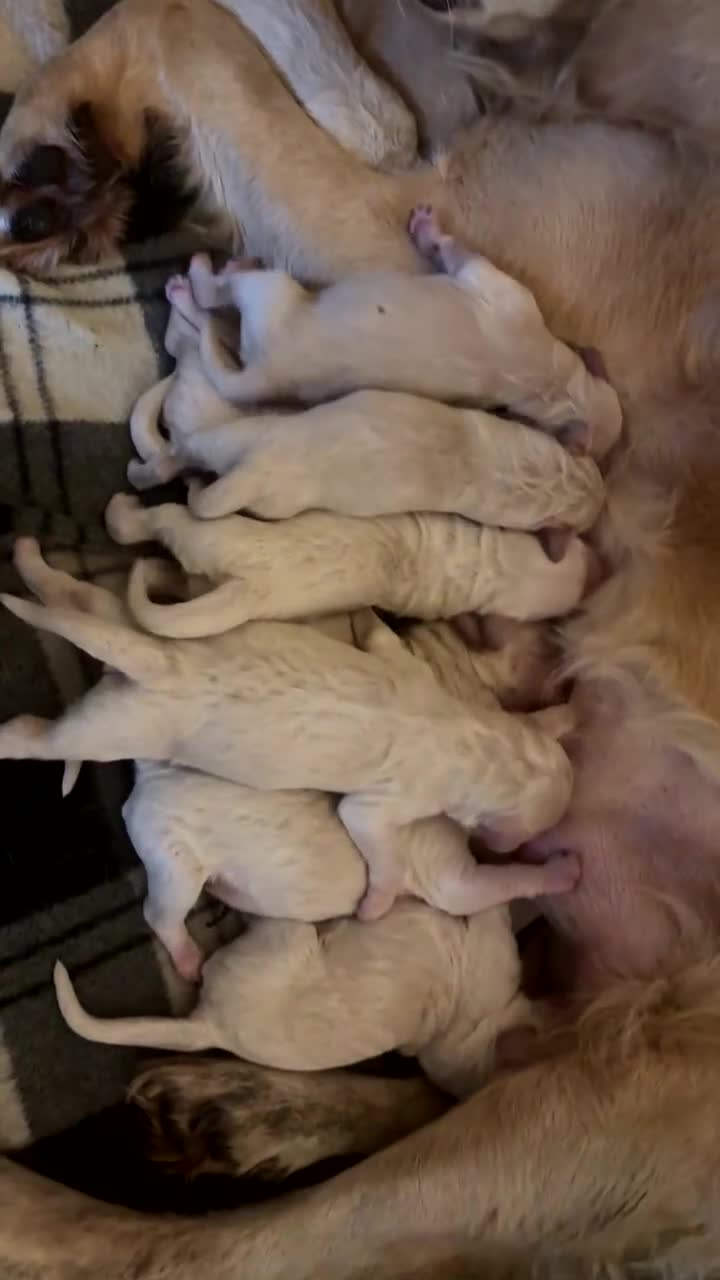 Mini Goldendoodle dogs for sale: 10 beautiful Miniature F1 GoldenDoodle puppies - Video 1