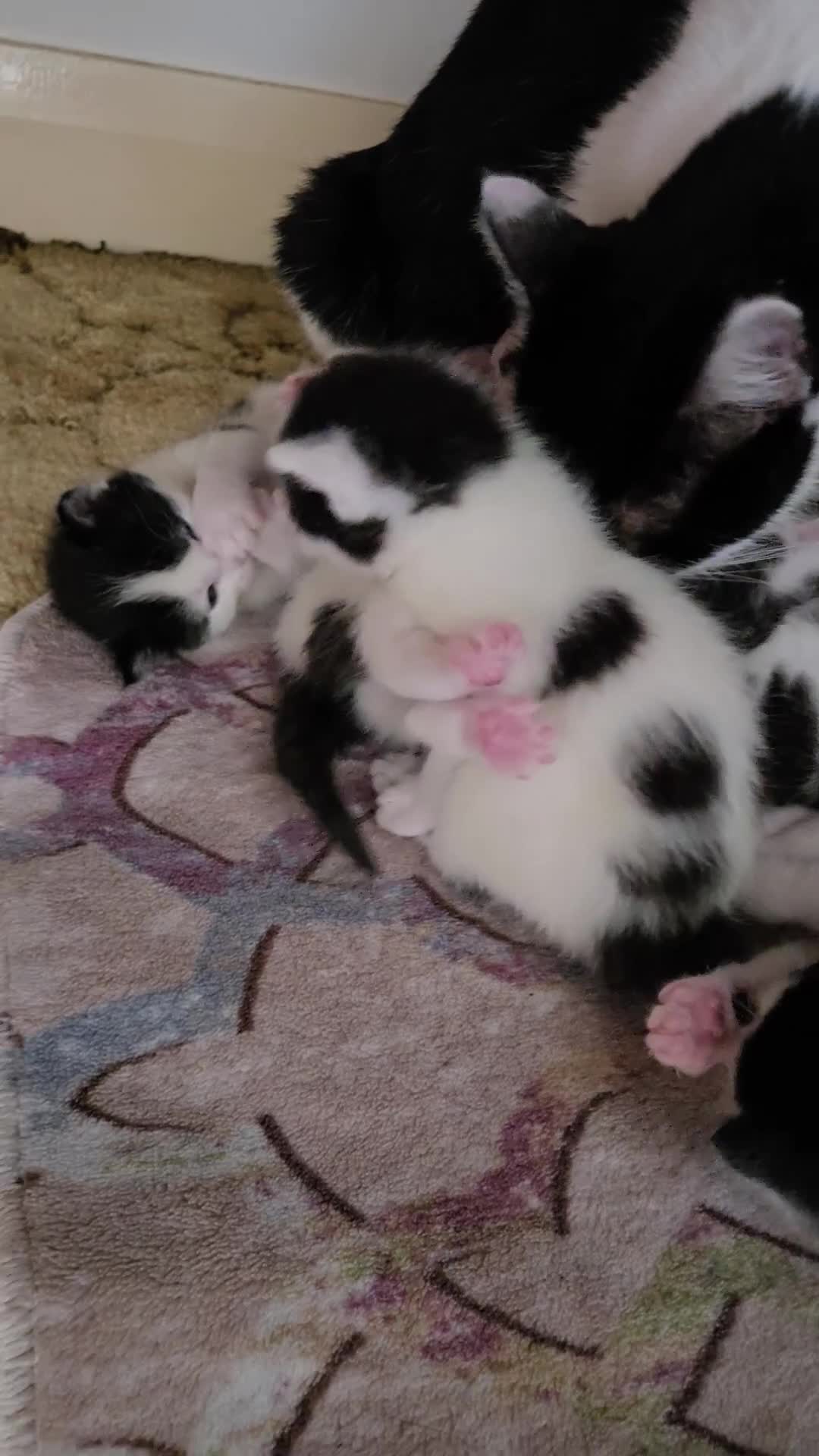Mixed Breed cats for sale: Pretty black and white fluffy kittens - Video 1
