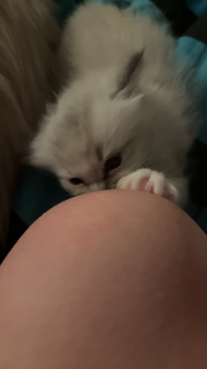 Ragdoll cats for sale: TICA registered - beautiful ragdoll kitten  - Video 2