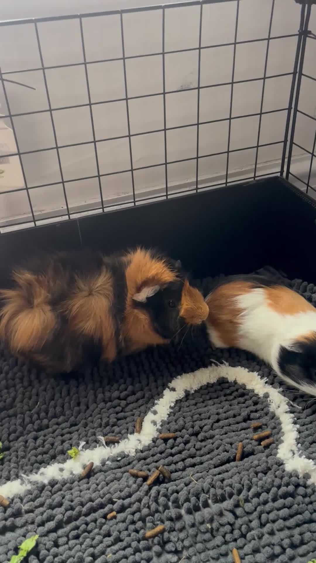 Guinea Pig rodents for sale: Two male guinea pigs for sale  in Liverpool - Video 2