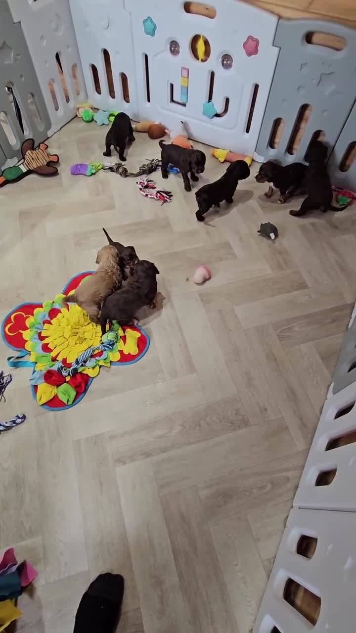 Cocker Spaniel dogs for sale: 8 AMAZING KC REG WORKING COCKER SPANIEL PUPPIES - Video 2