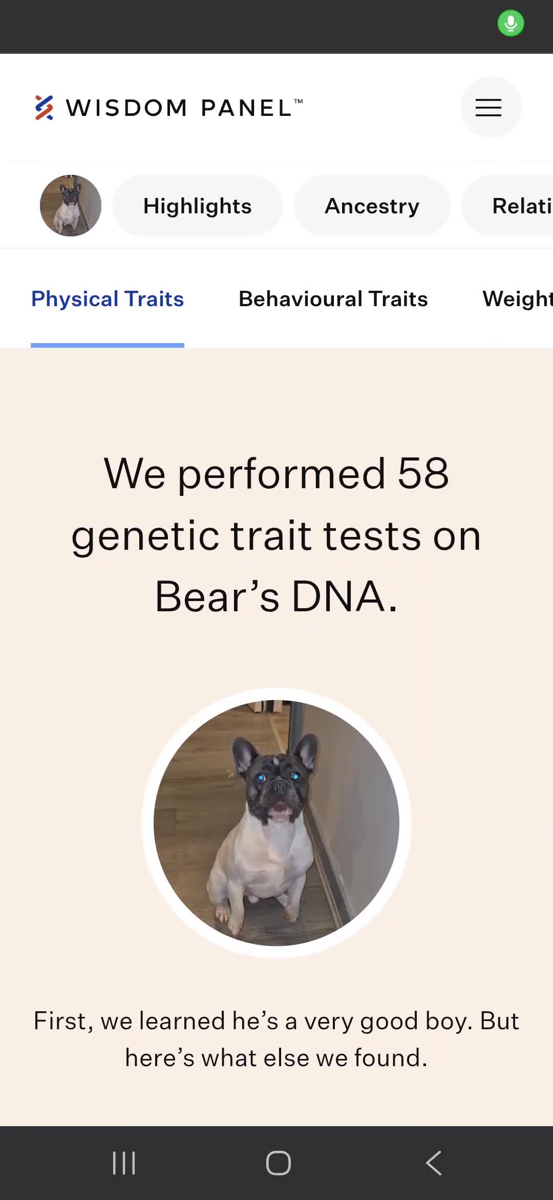 French Bulldog dogs for stud: Platinum pied French bulldog for stud - Video 2