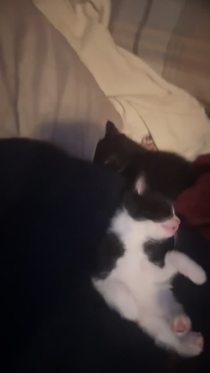 Mixed Breed cats for sale: 4 beautiful kittens ready for new home - Video 2