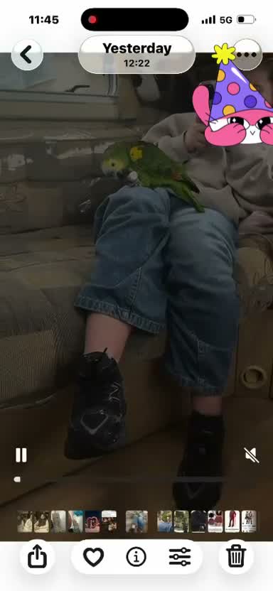 Parrots birds for sale: Amazon blue fronted parrot 7 years old  - Video 1