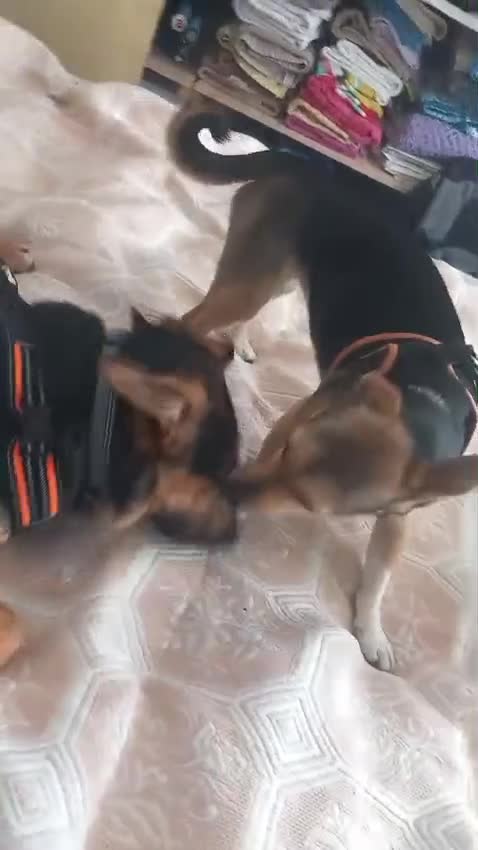 Mixed Breed dogs for adoption: 💙🐶 MARCO – HE LOVES WITH HIS WHOLE HEART - Video 2