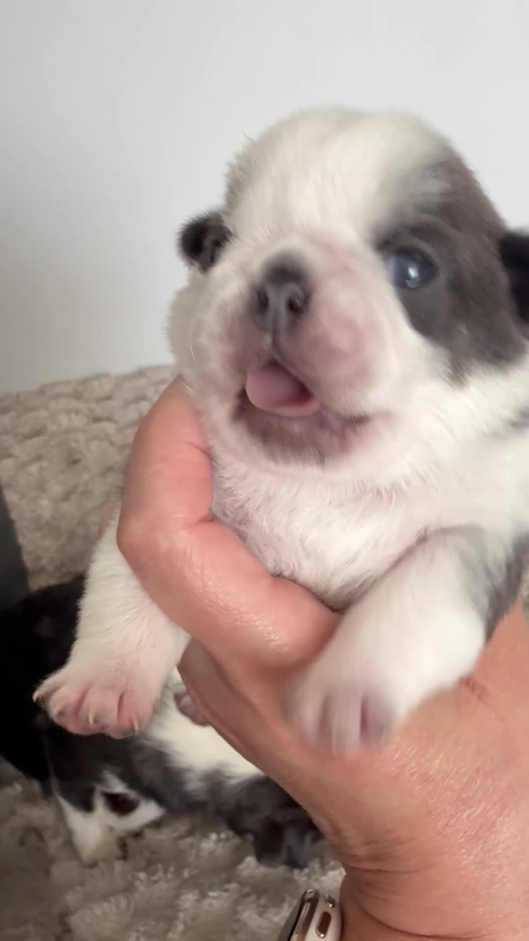 Pug dogs for sale: Kc pug puppies from a 5 star licensed breeder  - Video 4