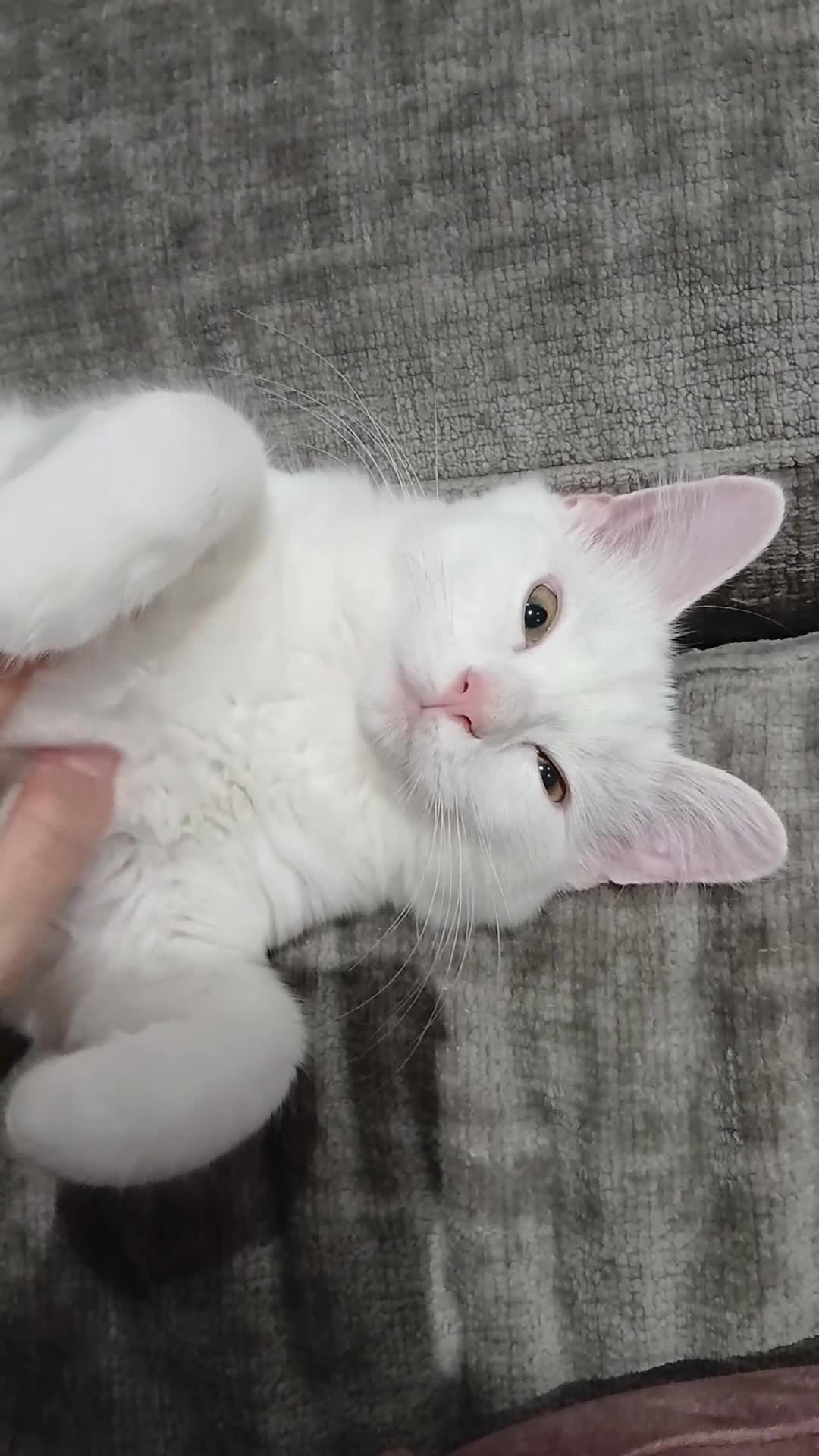 Ragdoll cats for sale: PRICE CAN BE ADJUSTED ragdoll kitten for sale  in Chessington - Video 1