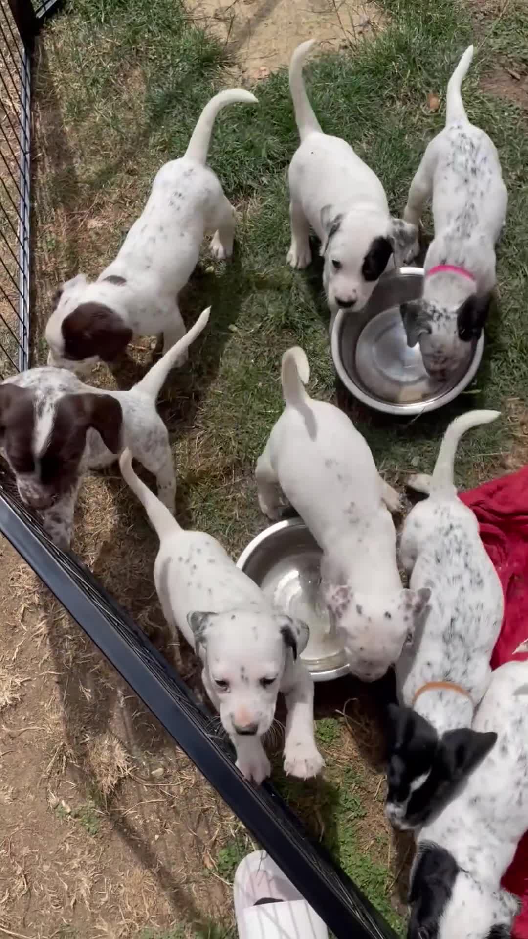 Mixed Breed dogs for sale:  Dalmaspoodles! Dalmation X springer/poodle pups - Video 3