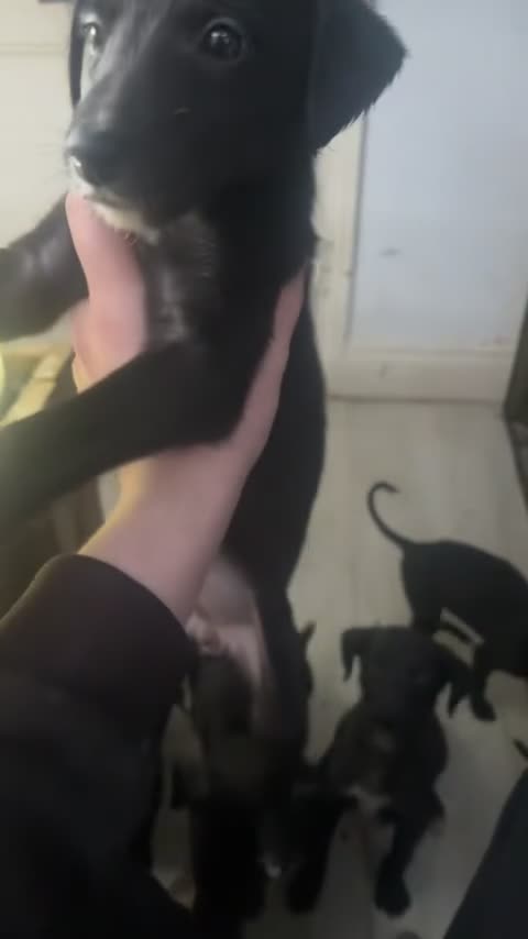 Mixed Breed dogs for sale: 2 female lurcher pups come from working stock - Video 1