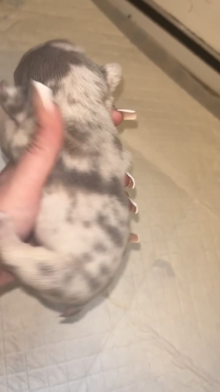 French Bulldog dogs for sale: French bulldogs  - Video 4