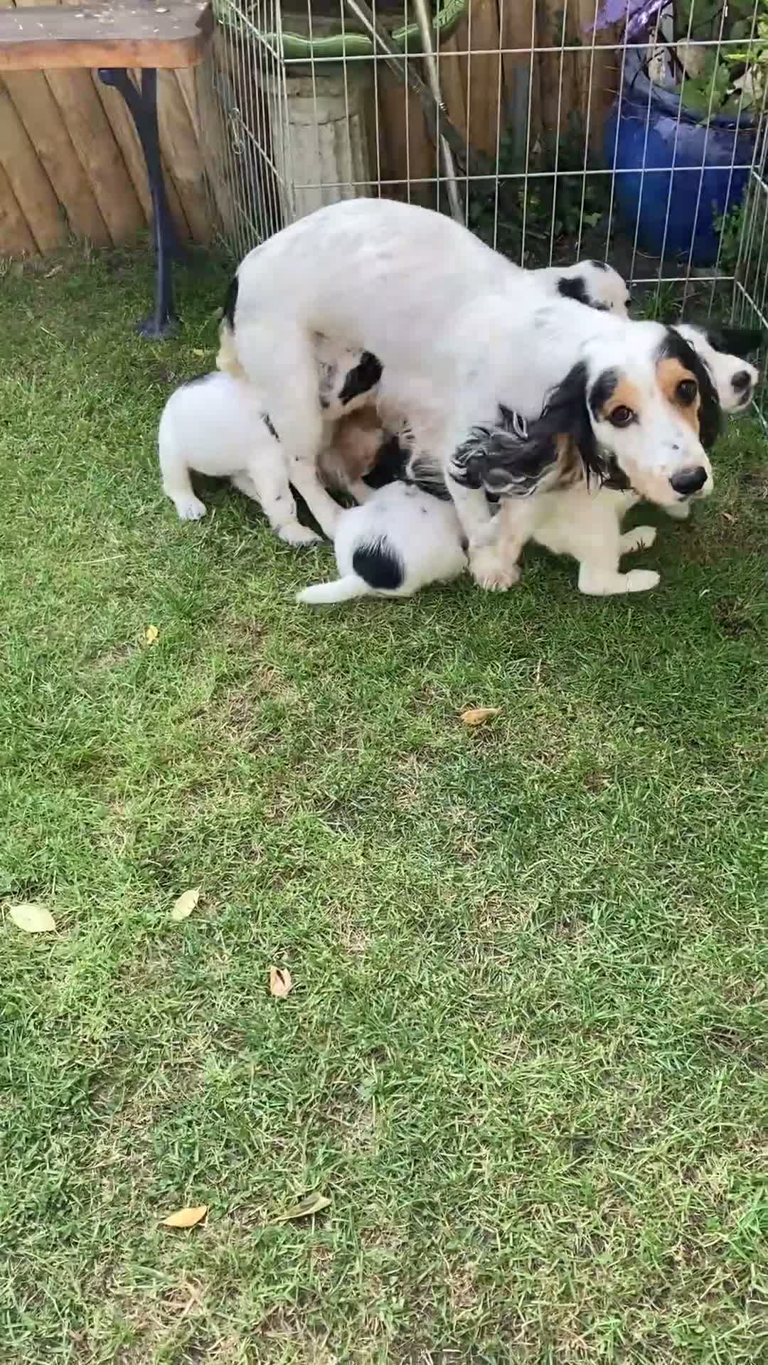 Cocker Spaniel dogs for sale: Cocker Spaniel Pups, Working Type, KC Reg - Video 1