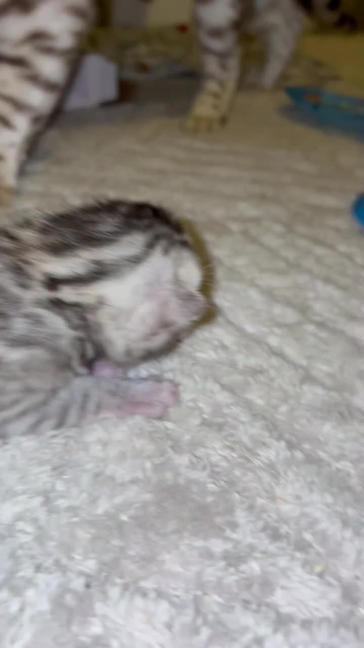 Bengal cats for sale: Pure Bengal kittens  - Video 1