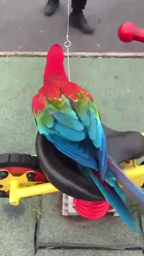 Macaws birds for sale: Green-Winged Macaw – UK-Bred - Tamed  - Video 1