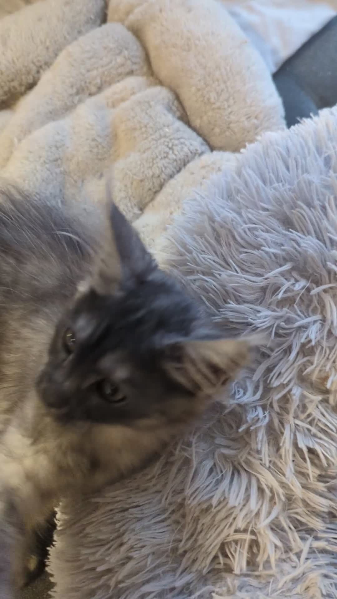 Maine Coon cats for sale: Pedigree Maine Coone Kittens in Helensburgh - Video 1