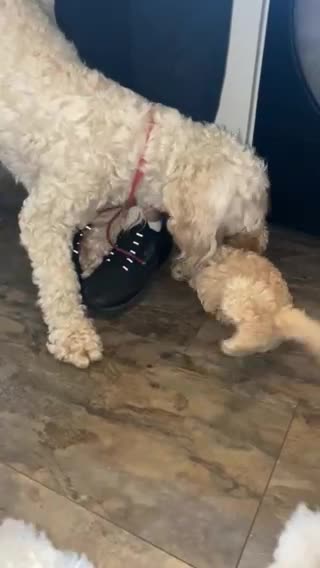 Cockapoo dogs for stud: Ralf.  in Dunfermline - Video 3