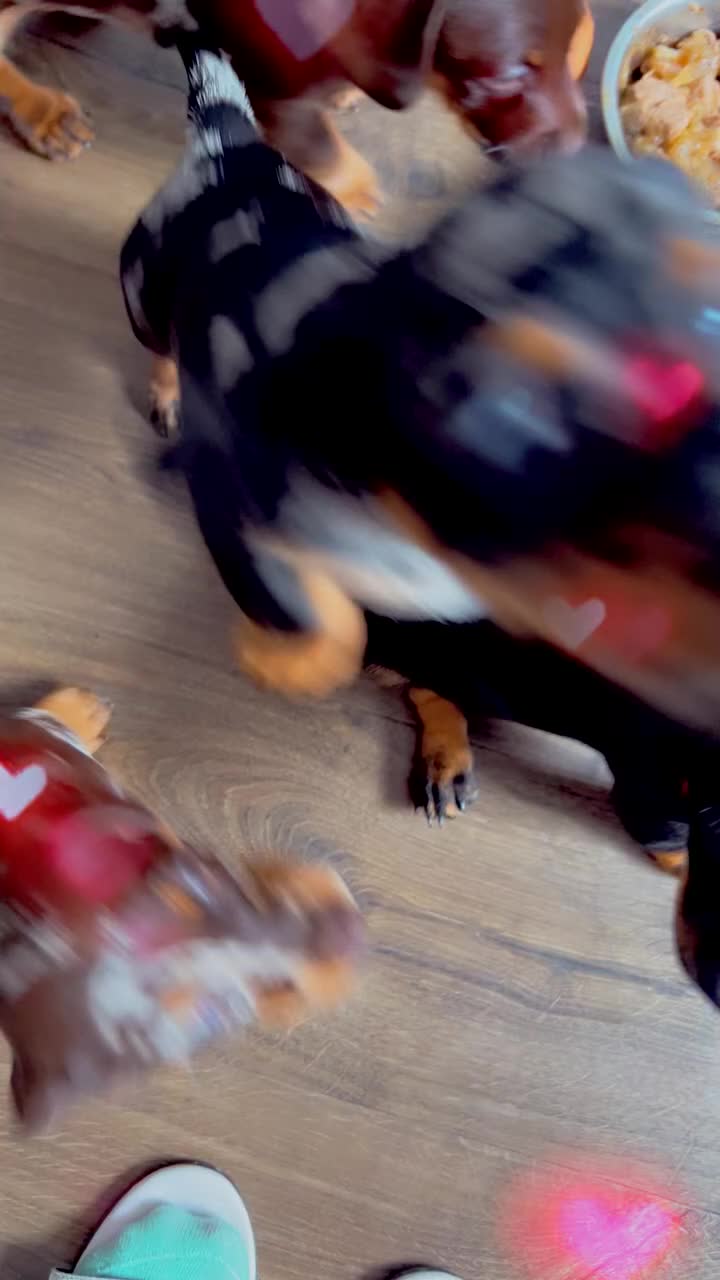 Dachshund dogs for sale: 🐶Beautiful Dachshund Puppies for Sale🐶 - Video 1