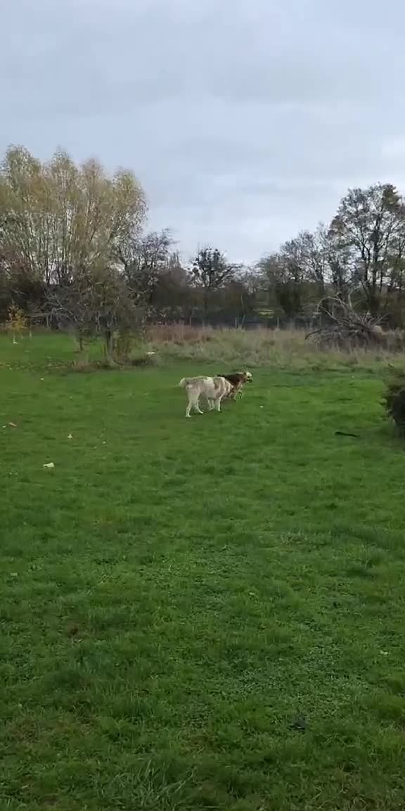 Mixed Breed dogs for adoption: GUS - The gentleman - Video 3