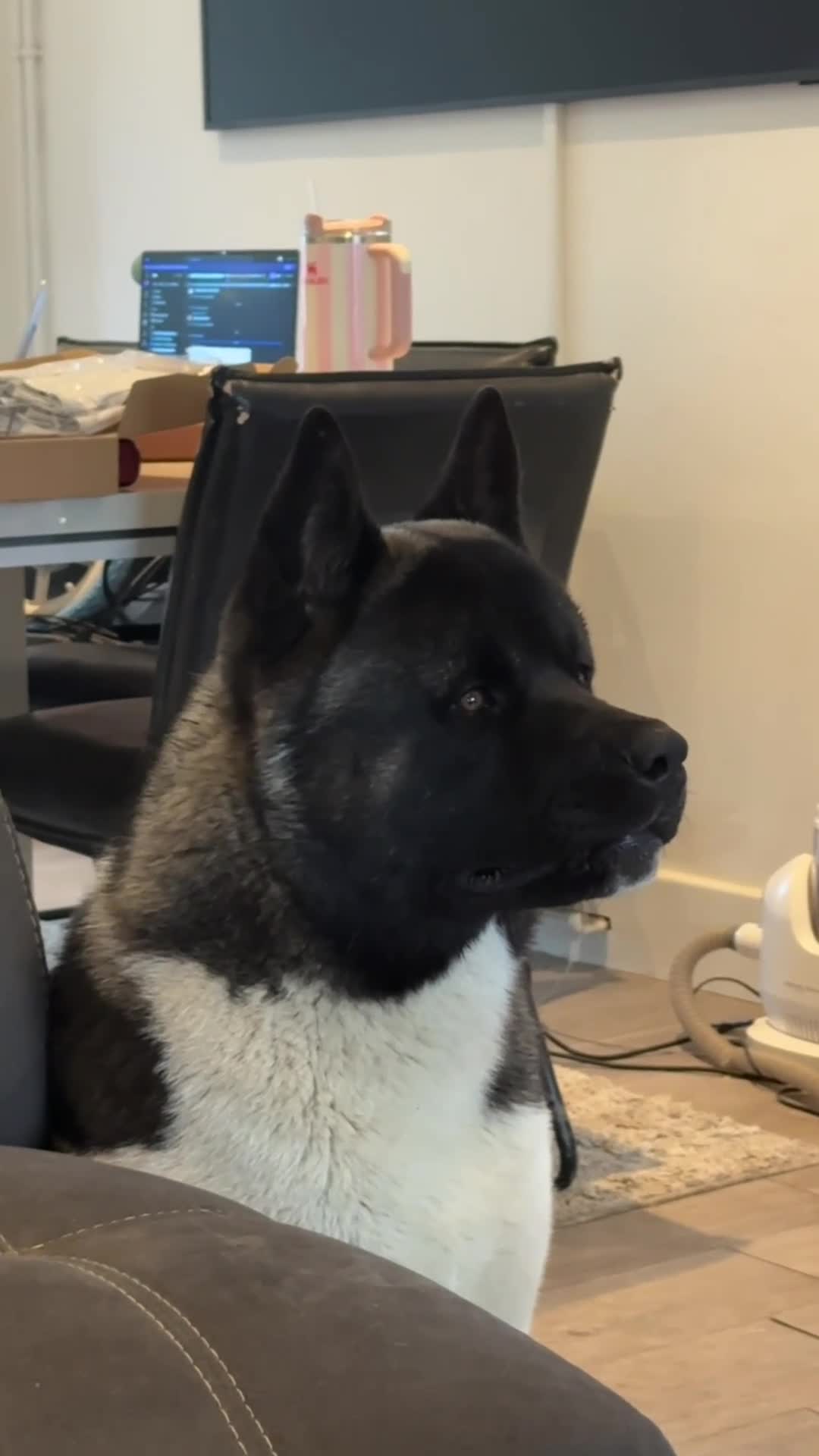 Akita dogs for sale: Huge Beautiful Softie Bear Head American Akita in Loughborough - Video 1