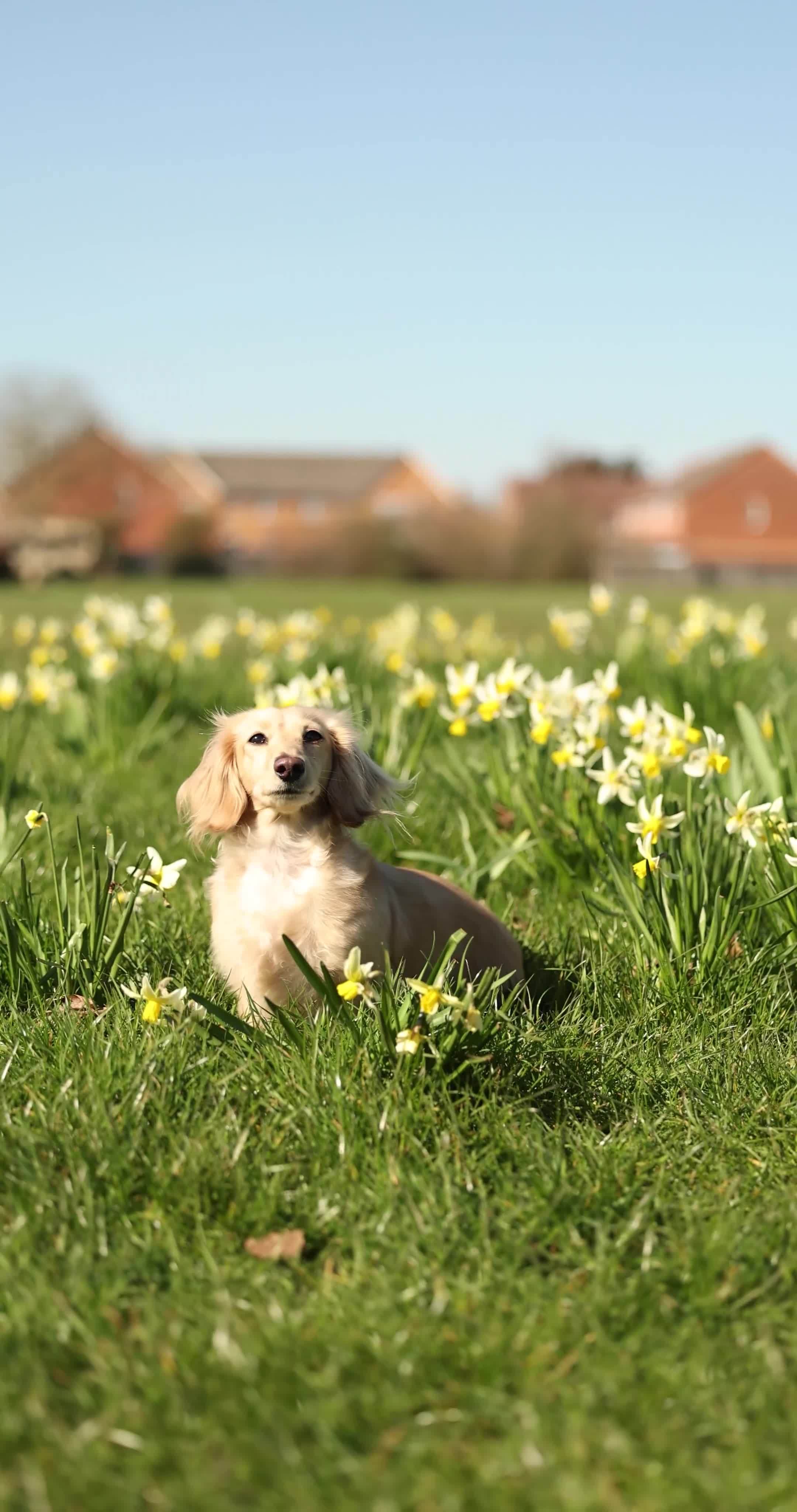 Dachshund dogs for sale: Fluffy miniature dachshund - Video 3