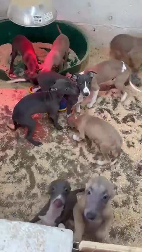 Whippet dogs for sale: Beautiful KC Whippet puppies  - Video 1