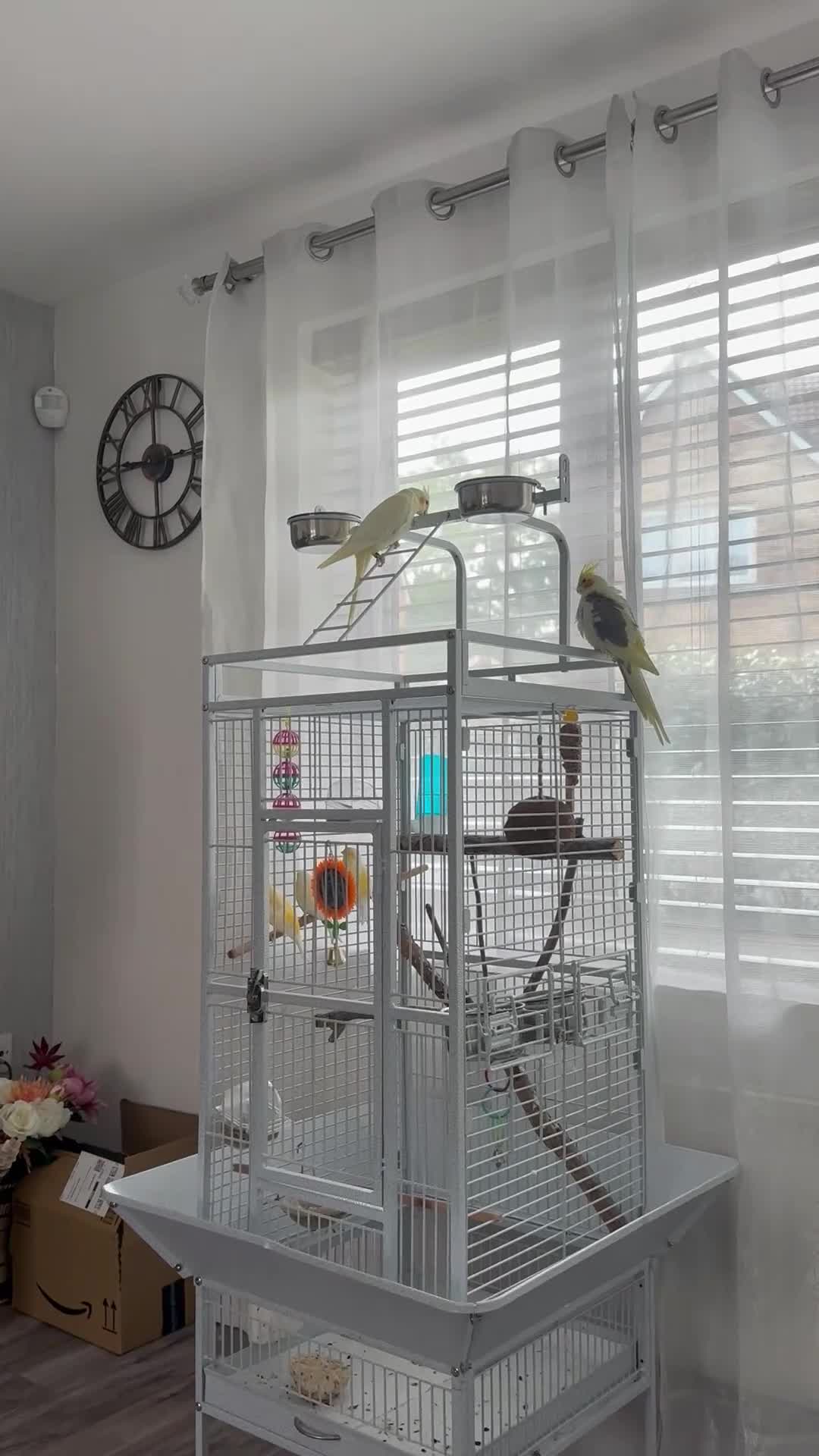 Cockatiels birds for sale: Pair of Cockatiel - Video 1