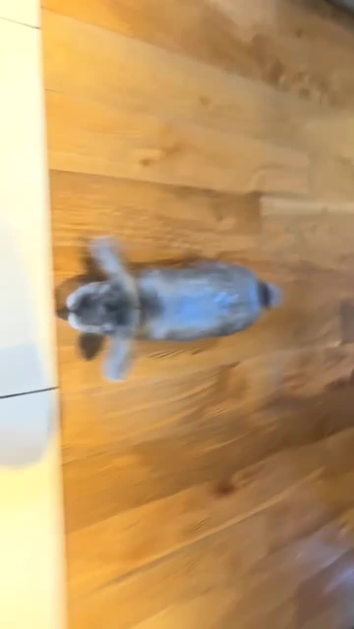 Mini Lop rabbits for sale: Mini lop  in Cardigan - Video 1