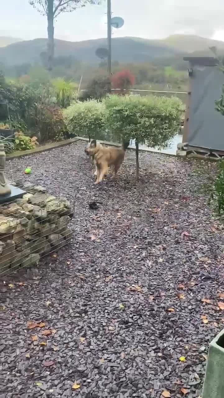 Mixed Breed dogs for adoption: Adorable Abbie is still Looking for Love 🐾 - Video 1