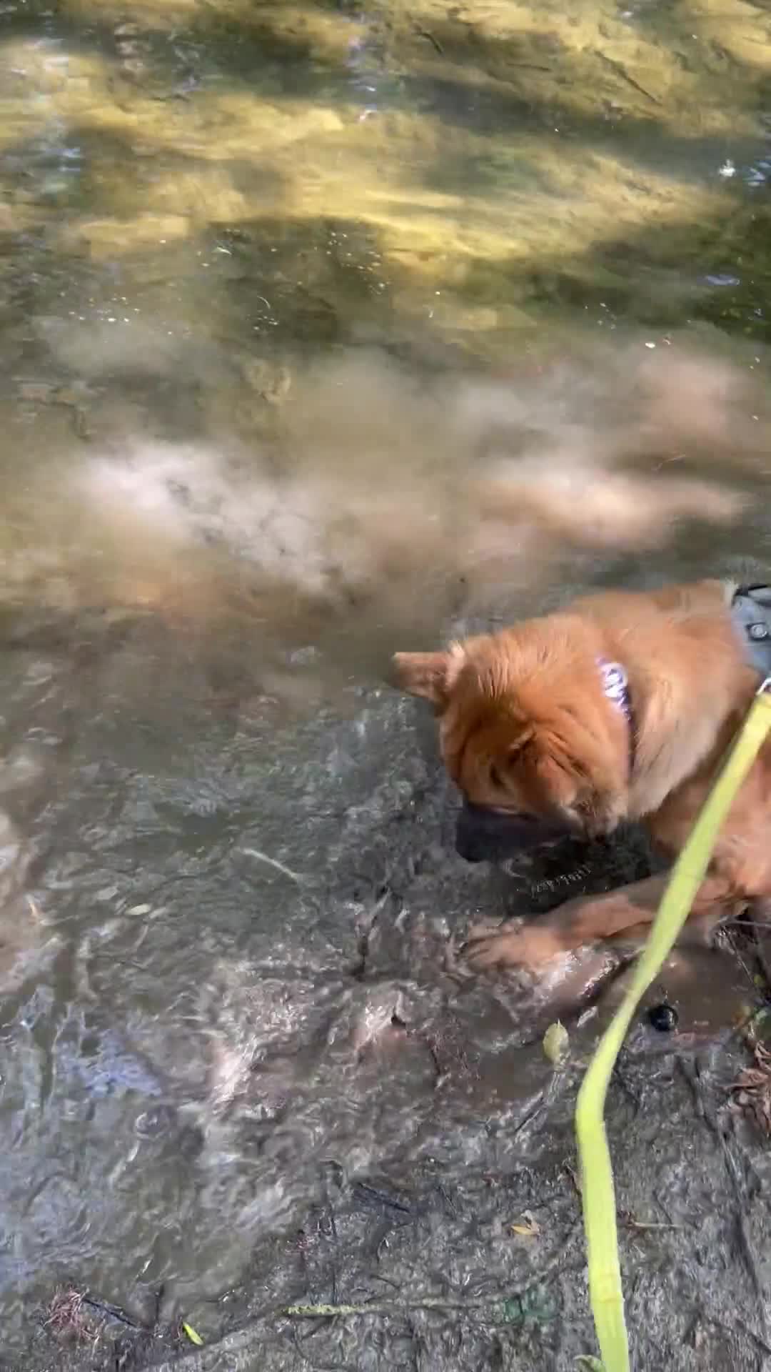 Mixed Breed dogs for sale: Bull Mastiff cross German Shepard Boy - Video 1