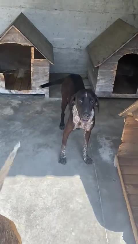 Pointer dogs for adoption: Rhea, 8 months approx. Available for adoption. - Video 3